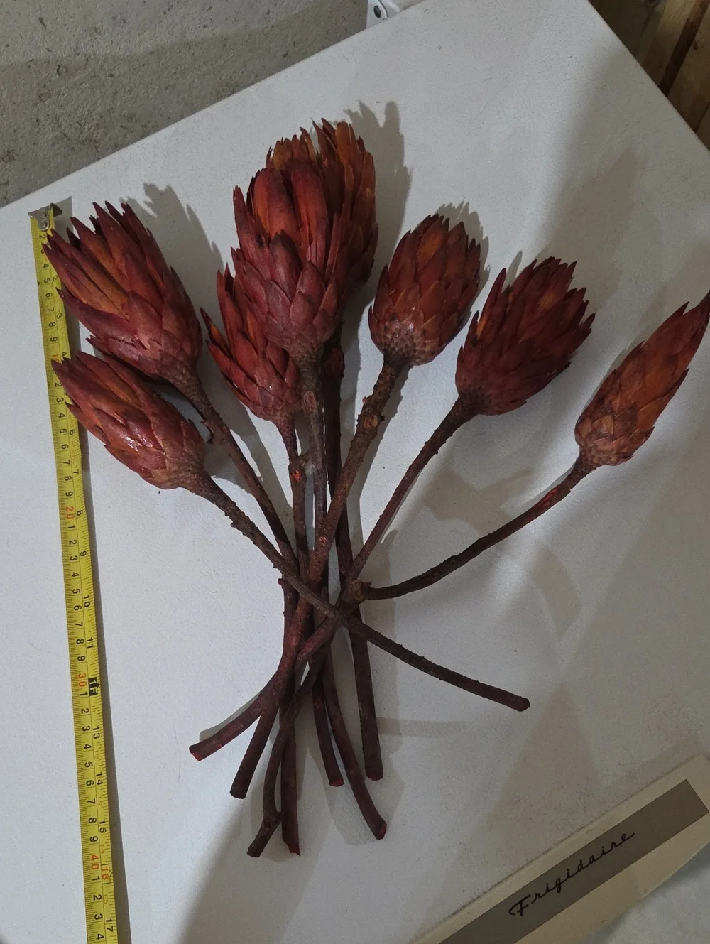 Dried Protea Stem Bundle in Rustic Red